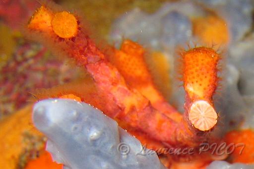 faux corail.bmp - détail de l'extrémité du faux corail